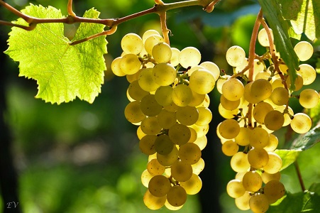Sauvignon
