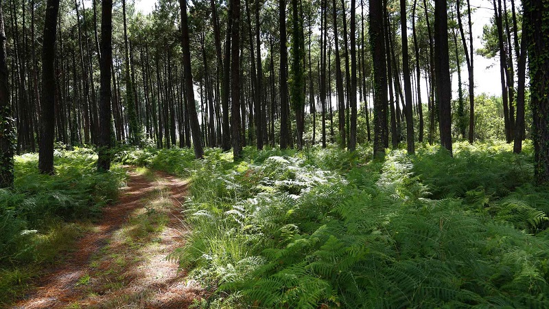 Landes Forest