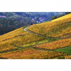 Domaine Bohn Muenchberg Riesling GC