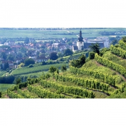 Schmitt Söhne Rheinhessen Eiswein