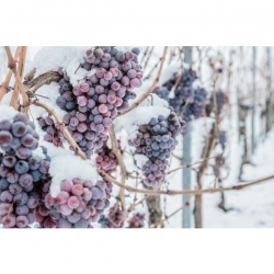 Schmitt Söhne Rheinhessen Eiswein