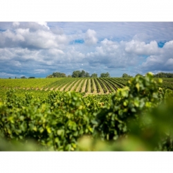 Chateau Pontet-Bel Air Blanc